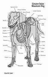 Bones Canine Anatomie Structure Vet Anatomia Cane Assistant Scheletro Animale sketch template