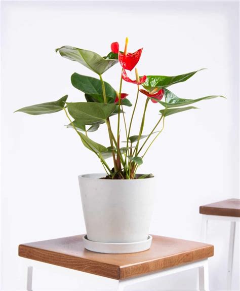 indoor flower plants  beginners popsugar home