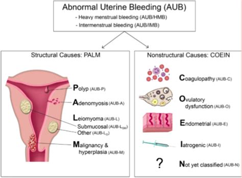 Ost 574 Lecture 5 Abnormal Uterine Bleeding Flashcards Quizlet