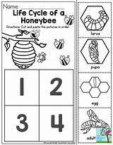 Cycle Preschoolers Honeybee Insect Bienen Cycles Sequencing Lifecycle Bug Incorporate Unit Lebenszyklen sketch template