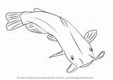 Catfish Drawing Draw Fish Tilapia Step Fishes Channel Diagram Drawings Tutorials Getdrawings Animals Learn Paintingvalley Drawingtutorials101 Labelled sketch template