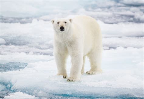 polar bears  ice  survive readers digest