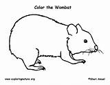 Wombat Coloring Exploringnature sketch template