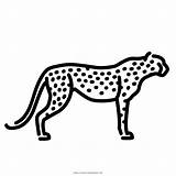 Cheetah Leopardo Cazador Asta Cheetahs Ponzo Vectorified sketch template