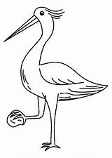 Airone Colorare Garza Clipart Heron Reiger Reiher Disegni Malvorlage Educima sketch template