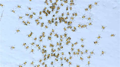 bunch  tiny baby spiders moving  web stock footage sbv