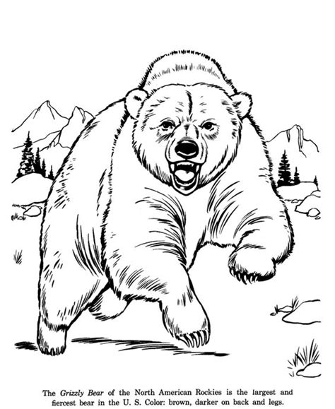 grizzly bear drawing  coloring page wild animals pages