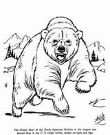 Coloring Grizzly Bear Drawing Pages Animals Bears Sheets Drawings sketch template