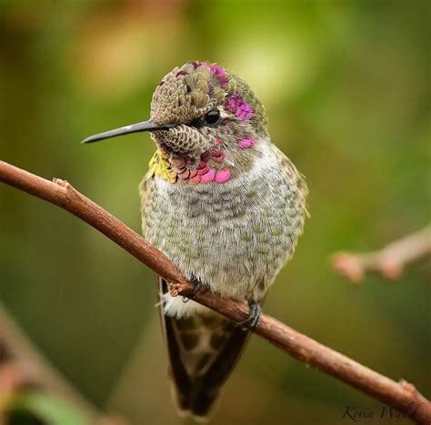 hummingbirds   minnesota pictures  sounds hummingbird bliss