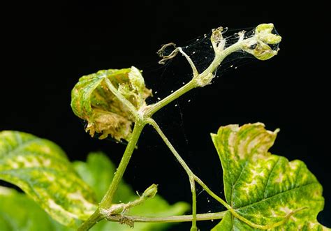 how to get rid of spider mite on plants my little jungle