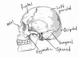 Coloring Anatomy Pages Skull System Skeletal Muscular Human Skeleton Bones Drawing Bone Printable Diagram Imagixs Thingkid Getdrawings Rocks Getcolorings Worksheet sketch template