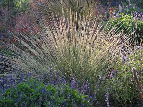 pine muhly display drought tolerant landscape prairie