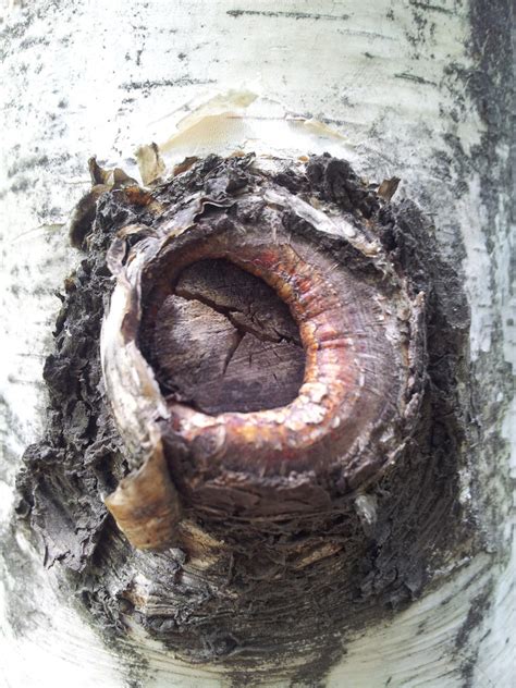 tree skin hole  kennykhh  deviantart