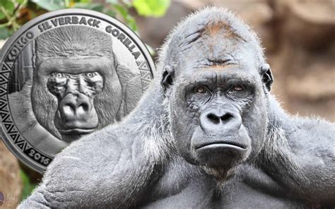 scottsdale debut   congo silverback gorilla silver bullion coin