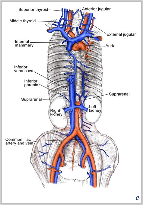 Male Cat Diagram Adult Xxx Pornstars