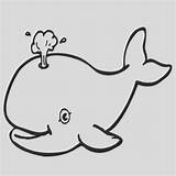 Beluga Whale sketch template