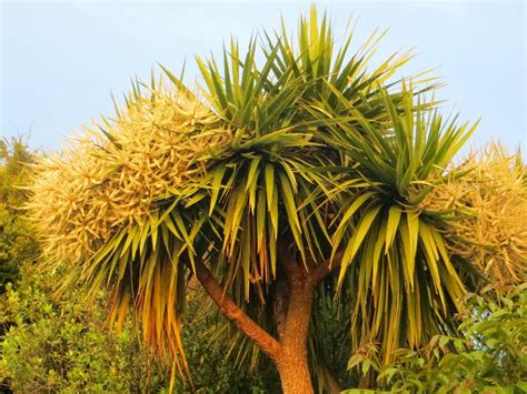 robertguyton   cabbage trees flower profusely