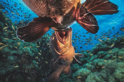 New Book Showcases Best Underwater Photography Around The