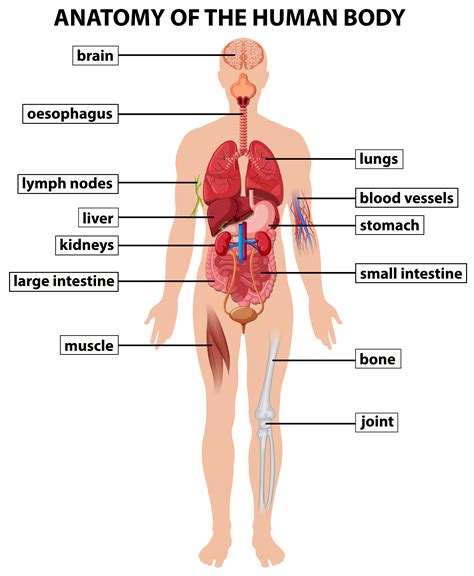 diagram dat de anatomie van het menselijk lichaam toont  vectorkunst bij vecteezy