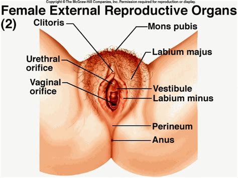 female sex organs of the human nude gallery