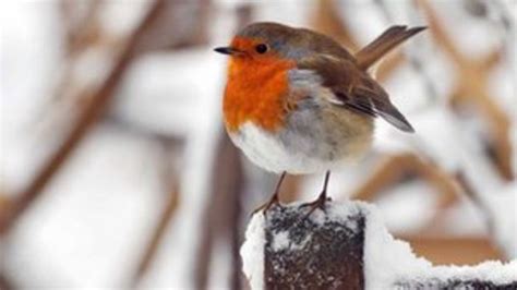 robins left off snh general licence list bbc news