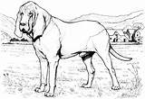 Coloring Pages Dog Bloodhound Animal Color Printable Dogs Kids Sheets Sheet Book Puppy Found Choose Board sketch template