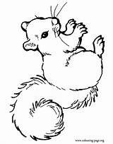 Squirrel Coloring Printable Beautiful Colouring Pages Squirrels Animal Cute Print Fall Adult Powered Results sketch template