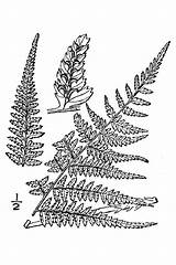 Fern Ferns Coloring Femina Athyrium Filix Sketch Usda sketch template