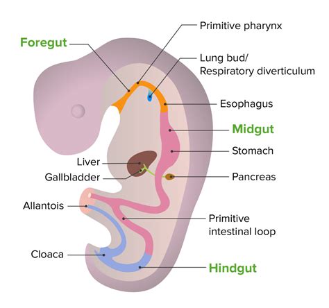 Development Of The Bronchial Tree Concise Medical Knowledge