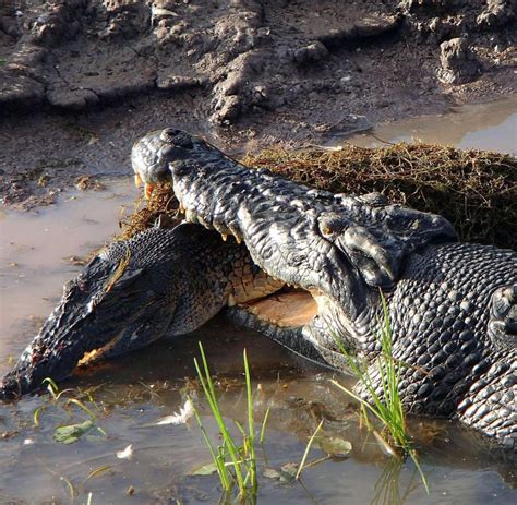 australien spektakulaerer krokodil kampf vor touristenboot welt