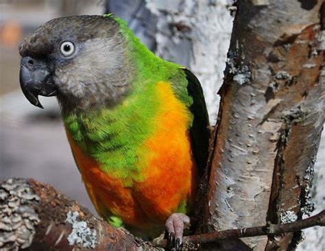 senegal parrot facts pet care housing feeding pictures