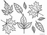 Hojas Blatt Plantas Ausmalbilder Herbst Otoño sketch template