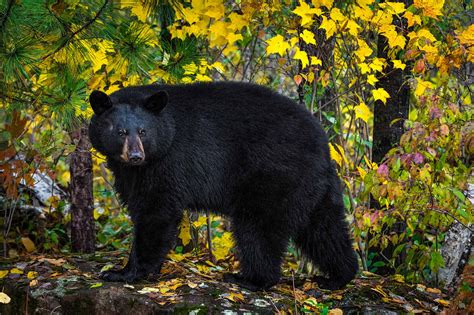 discover  largest black bear  caught  california az animals