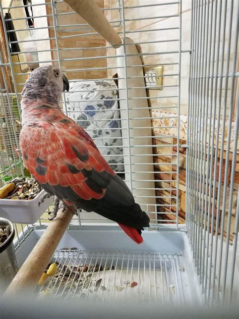 red factor african grey parrot