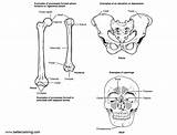 Anatomy Coloring Pages Bone Human Structure Kids Printable sketch template