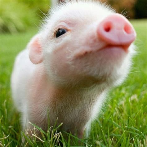 piglet cute piglets cute animals baby pigs