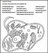 Worksheet Organelles Prokaryote Cytology Biologycorner Biology Getdrawings Chessmuseum sketch template