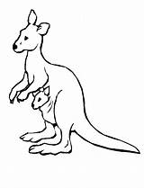 Kangaroo Colorat Cangur Canguro Planse Desene Australian Animale Animals Canguri Cute Salbatice Cheie Cuvinte Imagini Imprime Pinta Aussie Fise Uteer sketch template