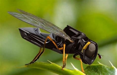 insect   drone roboticstomorrow