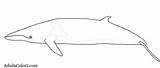 Whale Minke Dentistmitcham sketch template