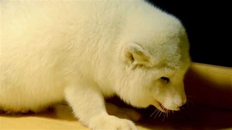 Cute Fluffy Arctic Fox Digging Youtube