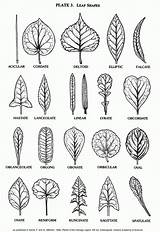 Leaf Shapes Drawing Identification Leaves Tree Template Plant Drawings Shape Printable Types Kids Plants Forme Tattoo Tattoos Line Sycamore Plate sketch template