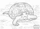 Pages Turtle Coloring Snapping Alligator Getcolorings Realistic Promising sketch template