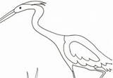 Beccaccia Crescere Europei Uccelli sketch template