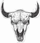 Skull Drawing Bison Skulls Steer Bull Longhorn Buffalo Skid Getdrawings Cow sketch template