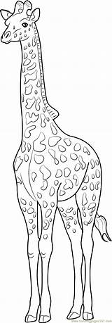 Giraffe Coloring Tallest Animal Pages Coloringpages101 Online sketch template