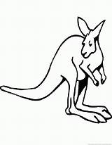 Kangroo sketch template