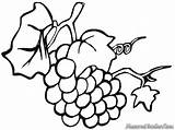 Uvas Uva Grapes Colorear Desenho Raisin Anggur Cacho Mewarnai Vigne Frutas Grape Disegno Buahan Trauben Pembelajaran Sketsa Putih Hitam Ausmalbild sketch template