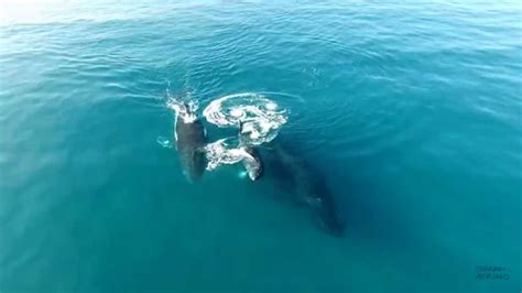 drone whale footage hawaii youtube