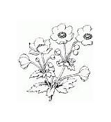 Coloring Anemones sketch template